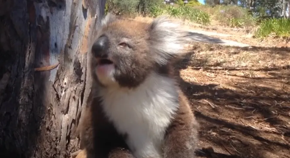 коала .webp